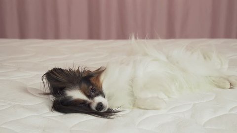 Beautiful dog Papilon lying on the bed 