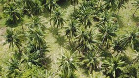 aerial footage drone flying above green rainforest coconut palm tree on tropical island sunny day top angle view  video