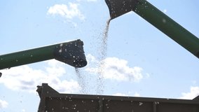 Combine harvester unloaded corn grains in truck. Machinery distribution of harvesting goods. fresh healthy monoculture kernels transportation concept. Grains pouring to the car for delivery to storage - Powered by Shutterstock - Get 15% off with code: PIKWIZARD15