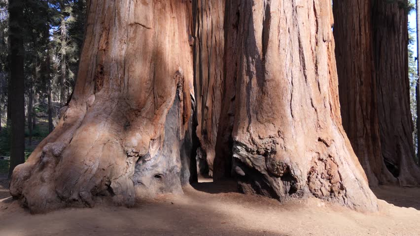 Giant sequoia trees in Sequoia National Park, California, USA