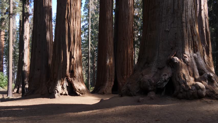 Giant sequoia trees in Sequoia National Park, California, USA