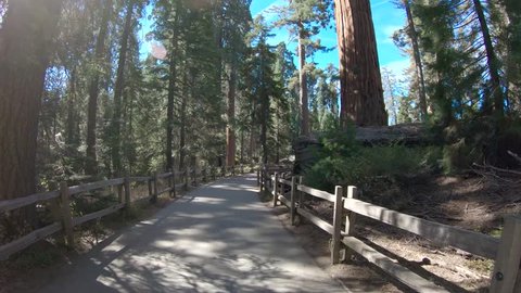 Walking among the giant sequoia trees in Kings Canyon National Park, USA