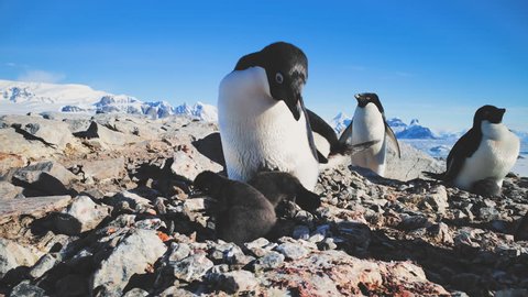 Penguin Female with Babies. Close-up . Antarctica Shot Of Adelie Penguins Family. Mother Cares Of Her Children. Behavior Of Wild Animals In Harsh Environment. Antarctic Landscape. 4k Footage.