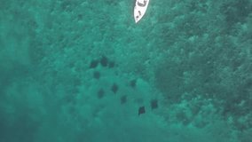 Aerial view of manta rays underwater and a boat passing through, Flores, Indonesia. 4K, D-Log.