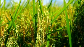 Handheld video shot of rice grains on a rice plant in a rice field or farm