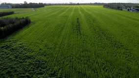Green Organic Farmland Fields Fly Over 4k Drone Footage Video Clip. 