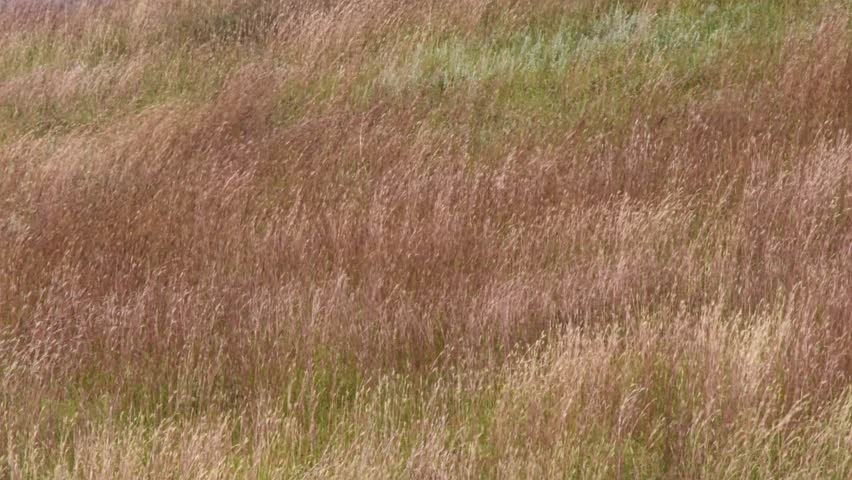 Hillside of wavy grass. Custer State Park, South Dakota. Camera Locked.