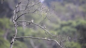 Two Variegated Flycatcher perched on a branch scene. The birds straighten their wings and fly around the branches. Video recorded in Southeast of Brazil. Atlantic Forest Biome.