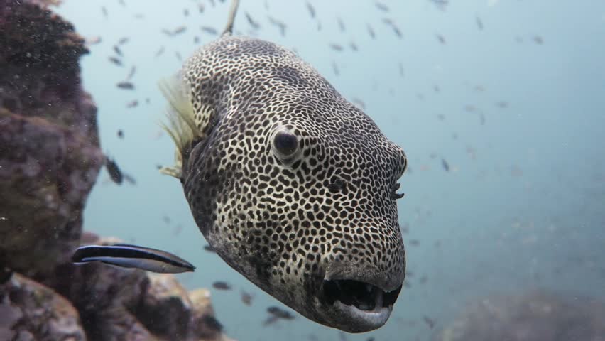 Blotched Porcupine really close and leaving, in Koh Tao, Thailand. 