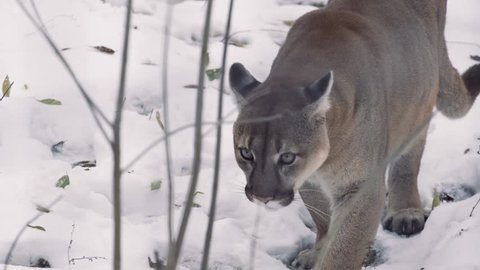 Puma concolor cougar. This species is found in Canada and the United States.