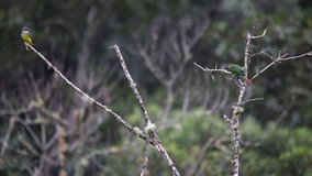 Maroon-bellied Parakeet perched on a branch scene. In the background another bird flies out of the frame. Video recorded in Southeast of Brazil. Atlantic Forest Biome. 