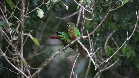 Two Maroon-bellied Parakeet perched on a branch scene. The birds move their heads and look around. One of them flies out of the frame and the other walks through the branch. Atlantic Forest Biome. 