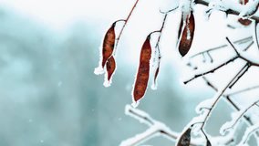 helicopter maple branch frost winter. Dried maple fruit (samaras, maple keys, helicopters, whirlybirds, polynoses) on a branch on a winter day - Powered by Shutterstock - Get 15% off with code: PIKWIZARD15