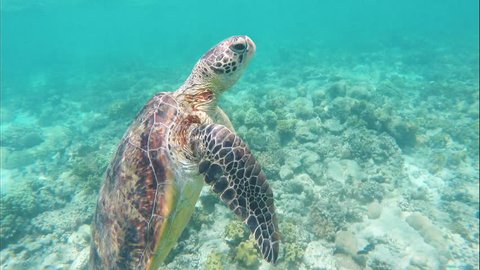 Beautiful Green Sea Turtle Rises For a Breath of Air, Great Barrier Reef, Australia
