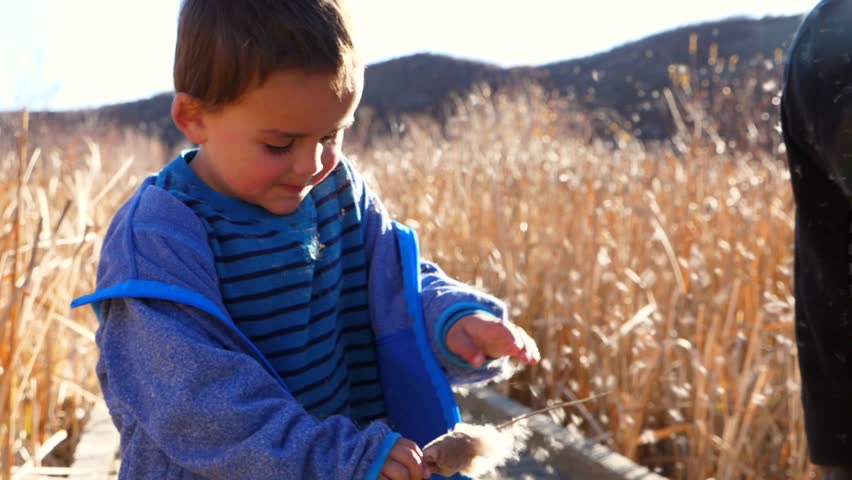 A slow motion shot of a family playing with cattail seeds in the wind at a wetlands preserve