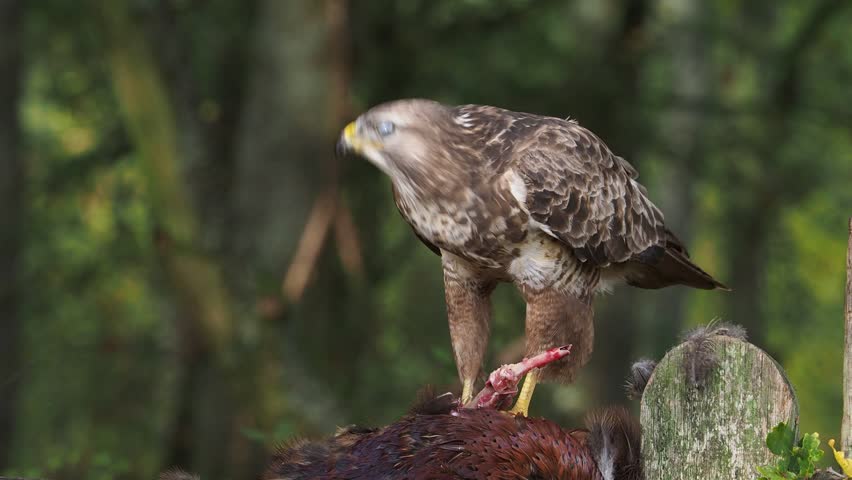 Common buzzard, Buteo buteo, Single bird on fence with dead pheasant, Warwickshire, November 2018
