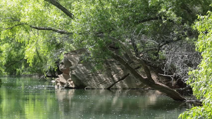In the quiet morning the still water of Quail creek in Southern Utah reflects the cottonwood trees that are releasing tiny white fluffy seeds to gently float through the air while birds sing nearby.