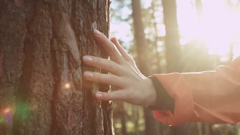 Close up hand young woman enjoying nature touching tree 