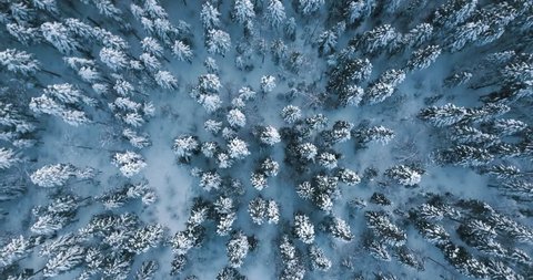 Flight above winter snowy spruce and pine forest with frozen trees covered with snow. Top view natural landscape from drone in 4k.