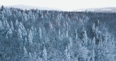Flight up over the mountain winter snowy spruce and pine forest with frozen trees and lawns covered with snow. Top view natural landscape from drone in 4k.