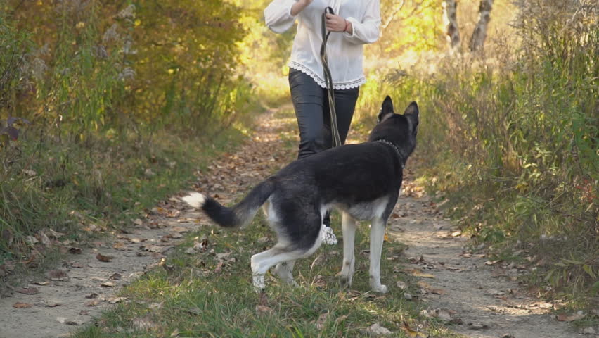 girl with a dog breed Husky
