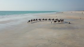 Flight over camels at Cable Beach during sunset, Broome, Australia