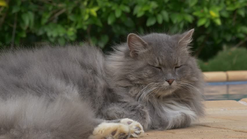 grey fluffy cat