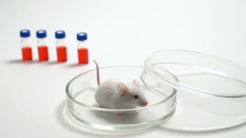 White laboratory mouse on the table in the laboratory. On a white background. The mouse is used for experiments, drug tests, scientific research. Concept - animal testing, medical research