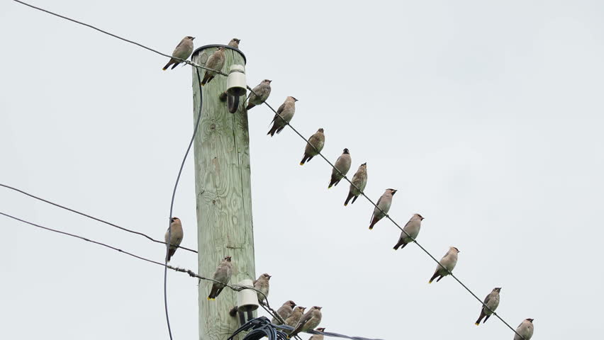 Bohemian waxwing, Bombycilla garrulus, starling-sized passerine birds. Flock of them sitting on wires in Kenozerskiy national park. Russia.
