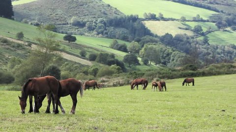 Mares and foals grazing in a mountain valley in northern Spain. Horses for meat consumption.