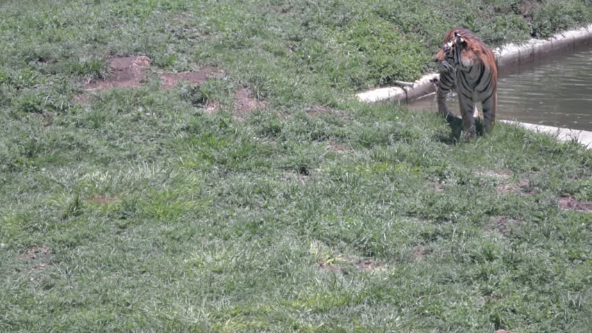 Tiger biting grass and moving its ears.