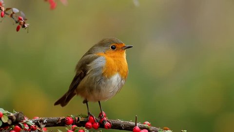 European robin singing