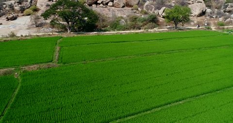 Drone footage of the UNESCO World Heritage temple complex area in Hampi, Karnataka, India, with the rocky landscape and bright green rice fields on the other side of the Tungabhadra river, hills in th