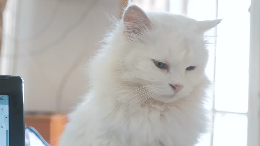 old white cat