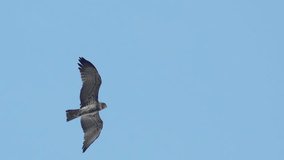Short toed snake eagle spreading wings  hovering still in clear blue sky background looking for prey ,4K video.
Bird of prey in flight ,low angle view.

