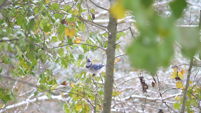 Closeup of one blue jay Cyanocitta cristata, bird perched on tree branch during autumn winter snow in Virginia, snowflakes falling, green leaves foliage, flying away