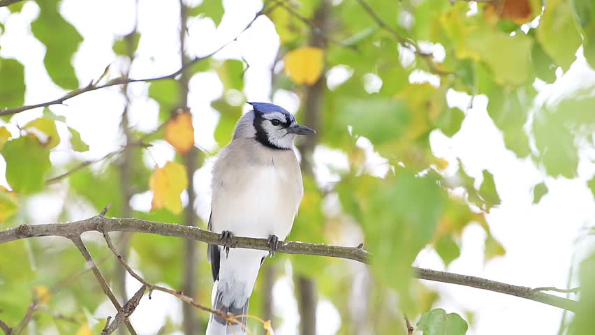 Closeup front of one blue jay Cyanocitta cristata, bird perched on tree branch during autumn snow in Virginia falling, raining, green leaves foliage, flying away