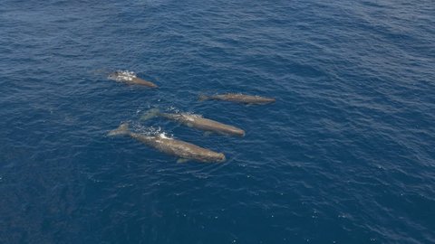 Pod of sperm whales blowing rainbows