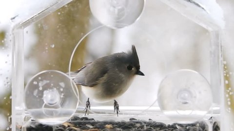 Slow motion closeup of tufted titmouse bird jumping, perched on window feeder perch, taking in beak sunflower seeds, flying away, falling snow, snowing, winter Virginia
