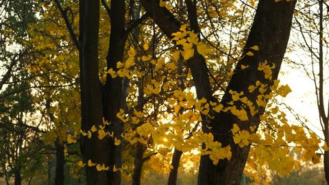 Sparse yellow foliage on tall tree branch, sway on wind, warm sun light flick through