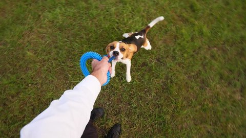 Man play with funny dog, tug and spin around. Beagle grasp toy tightly and wrestle, fly around when owner pull and rotate. First person view camera from owner perspective