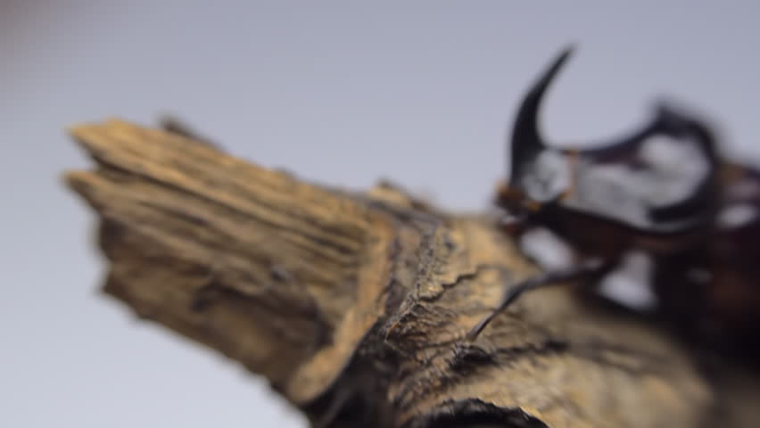 Shiny rhinoceros beetle sits on the tip of a branch and wiggles its mustache on a white background. Macro
