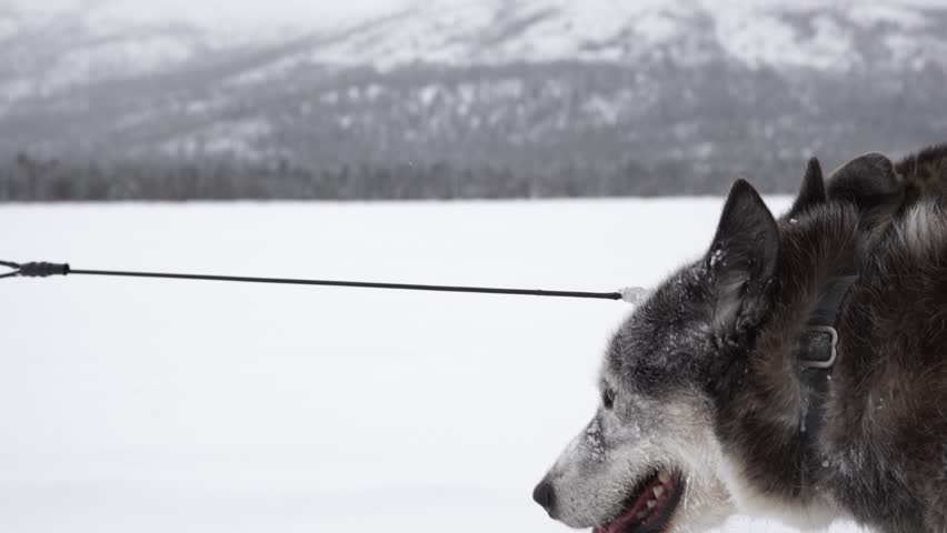 Dog Sledding in Northern Whitehorse Yukon Canada