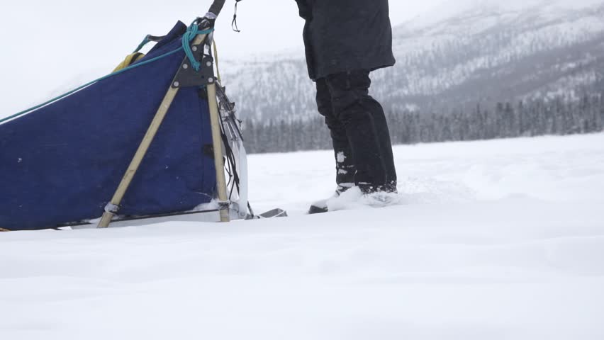 Dog Sledding in Northern Whitehorse Yukon Canada