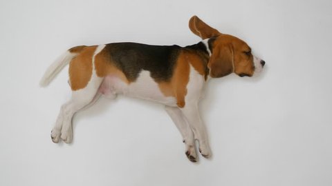 Beagle Lie On White Floor Stock Footage Video 100 Royalty Free Shutterstock