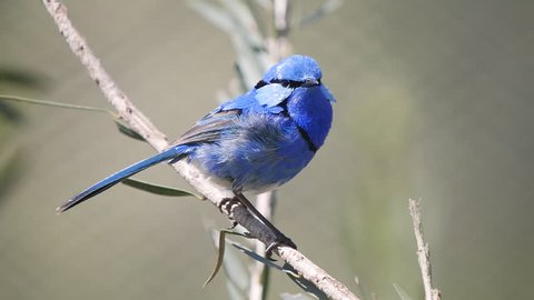 17% slow motion clip of a splendid fairy wren on a branch at a bird park in new south wales, australia