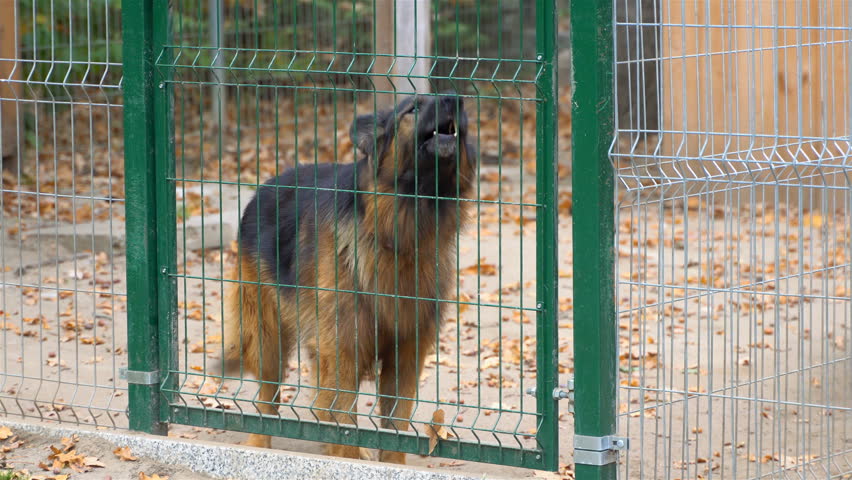 A barking, angry, big, brown and dangerous dog walks behind a fence. The dog is barking loudly.