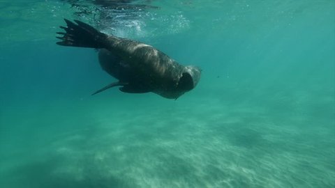 Australaian Fur Seal