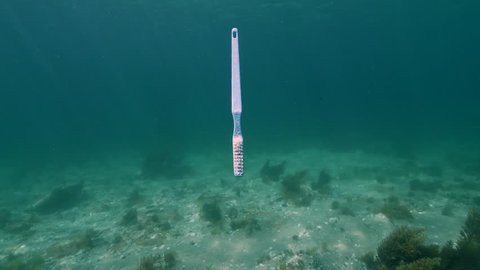 Toothbrush marine debris
