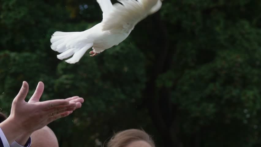 Two flying dove, pigeon on sky. People - newlyweds releasing white birds slowmotion. | Shutterstock HD Video #1019820667